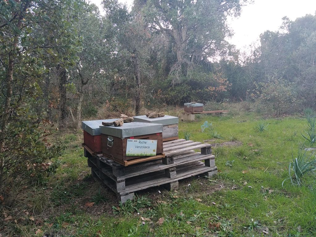 La ruche Venzolasca