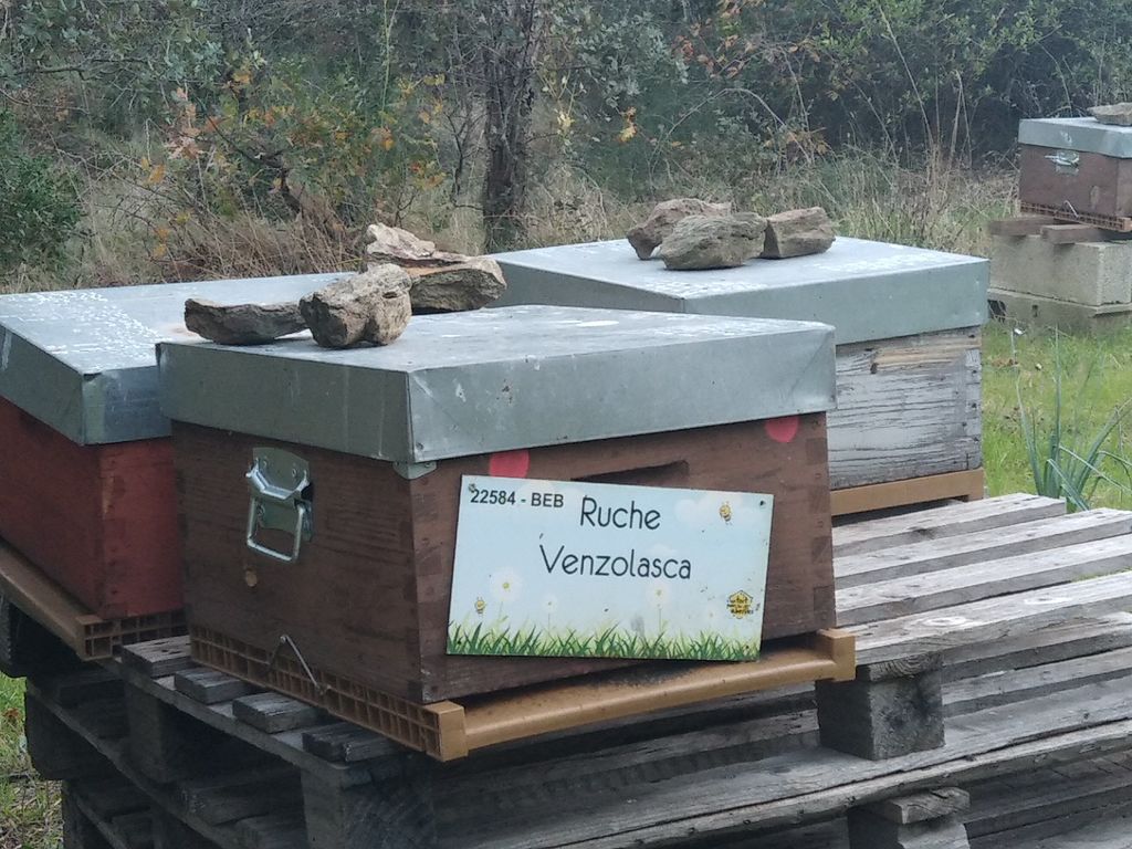 La ruche Venzolasca
