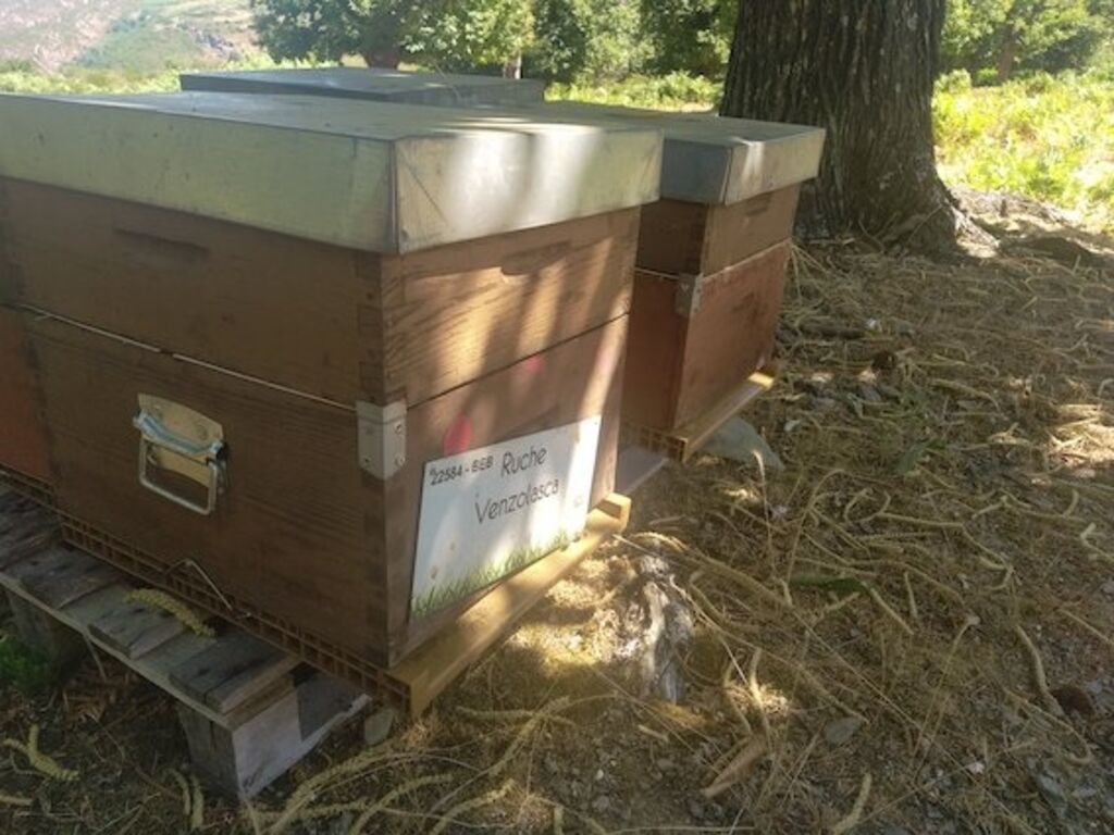 La ruche Venzolasca