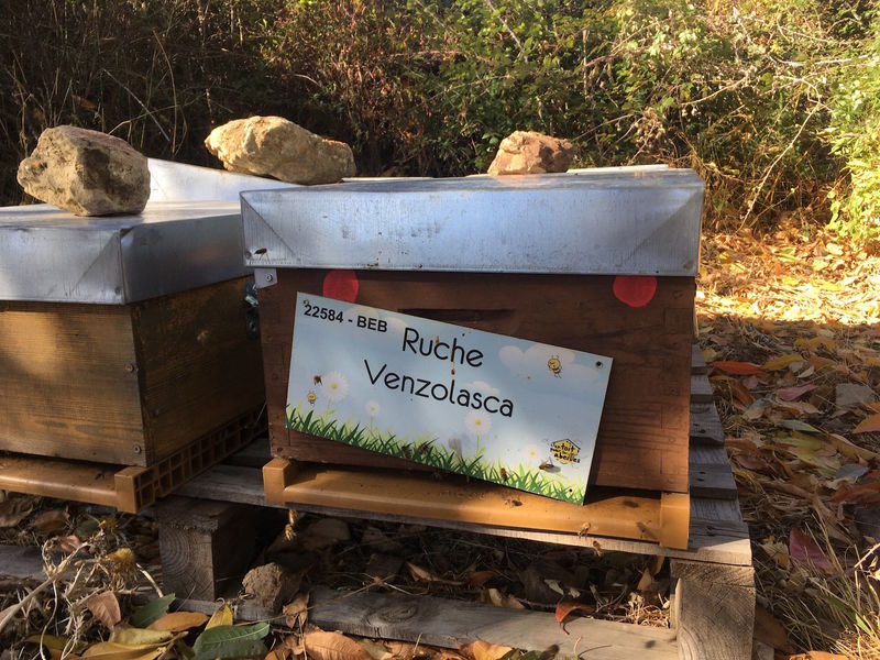La ruche Venzolasca