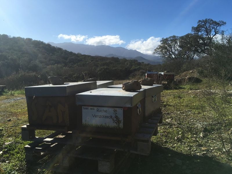 La ruche Venzolasca