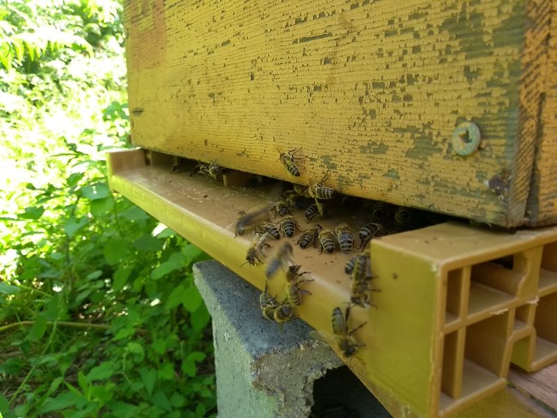 La ruche Venzolasca