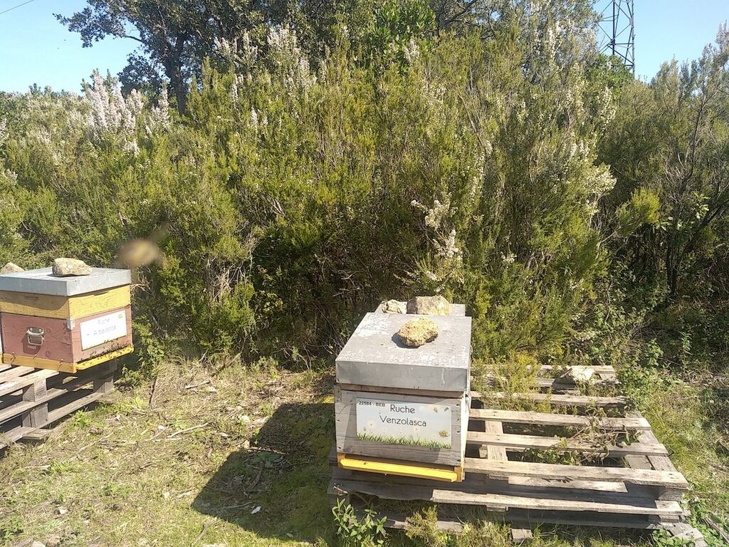 La ruche Venzolasca
