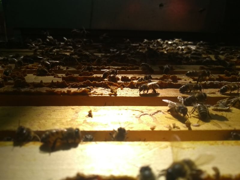 La ruche Venzolasca