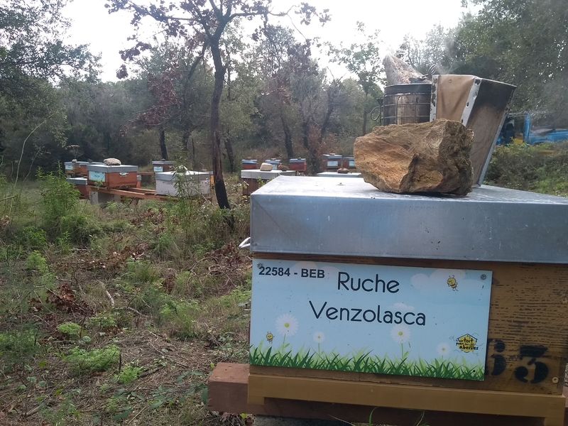 La ruche Venzolasca