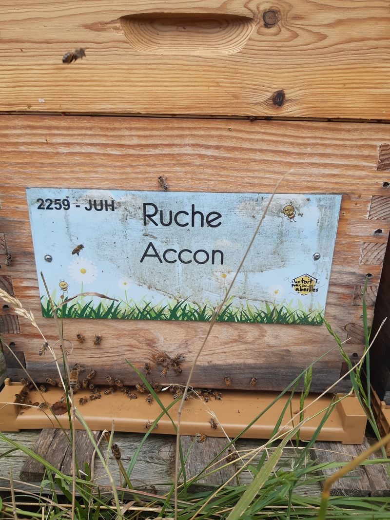 La ruche Accon