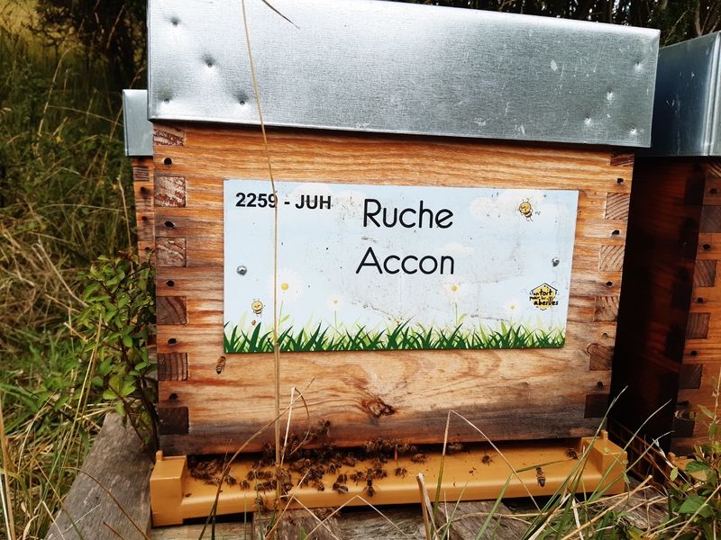 La ruche Accon