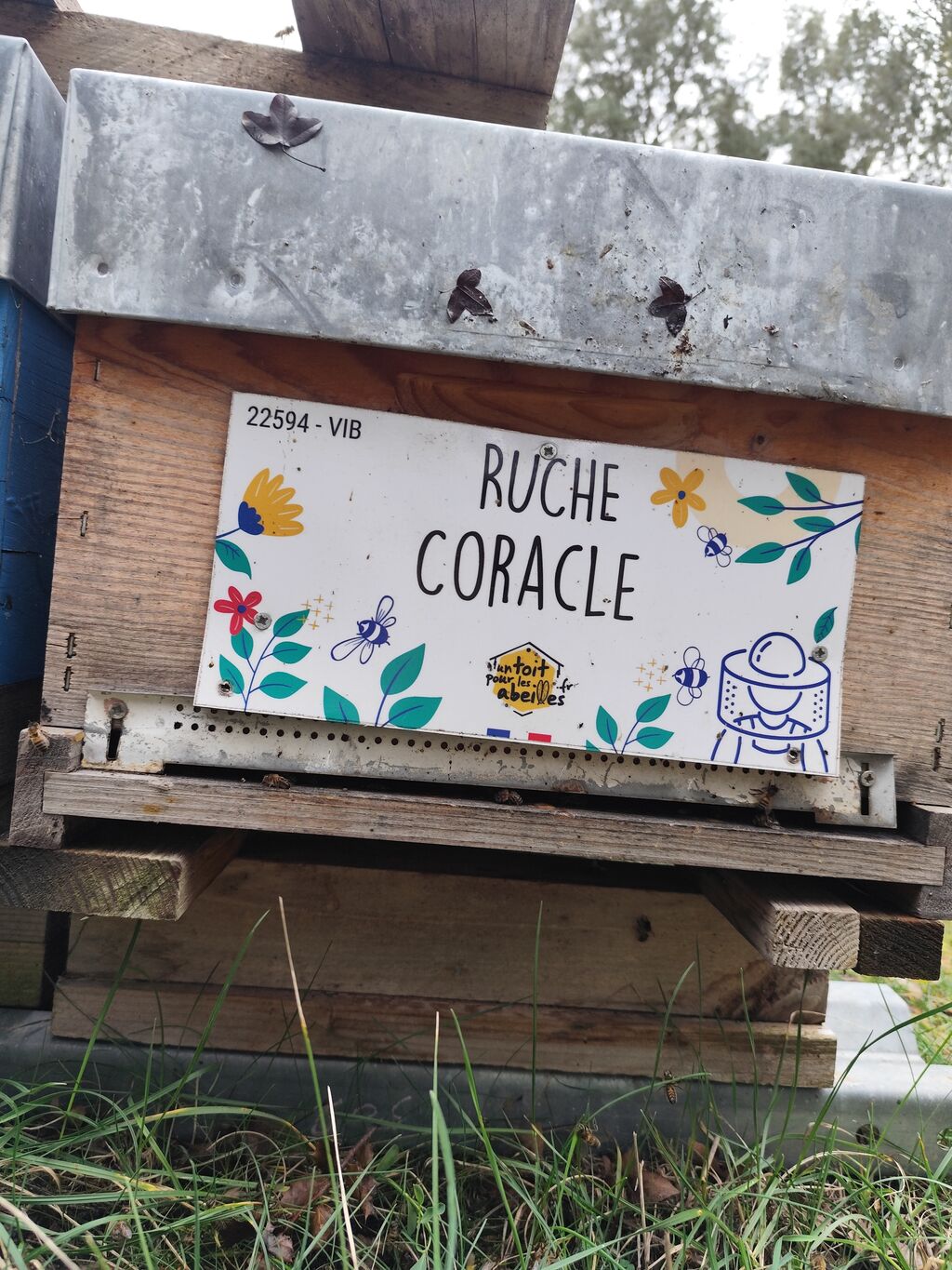La ruche Coracle