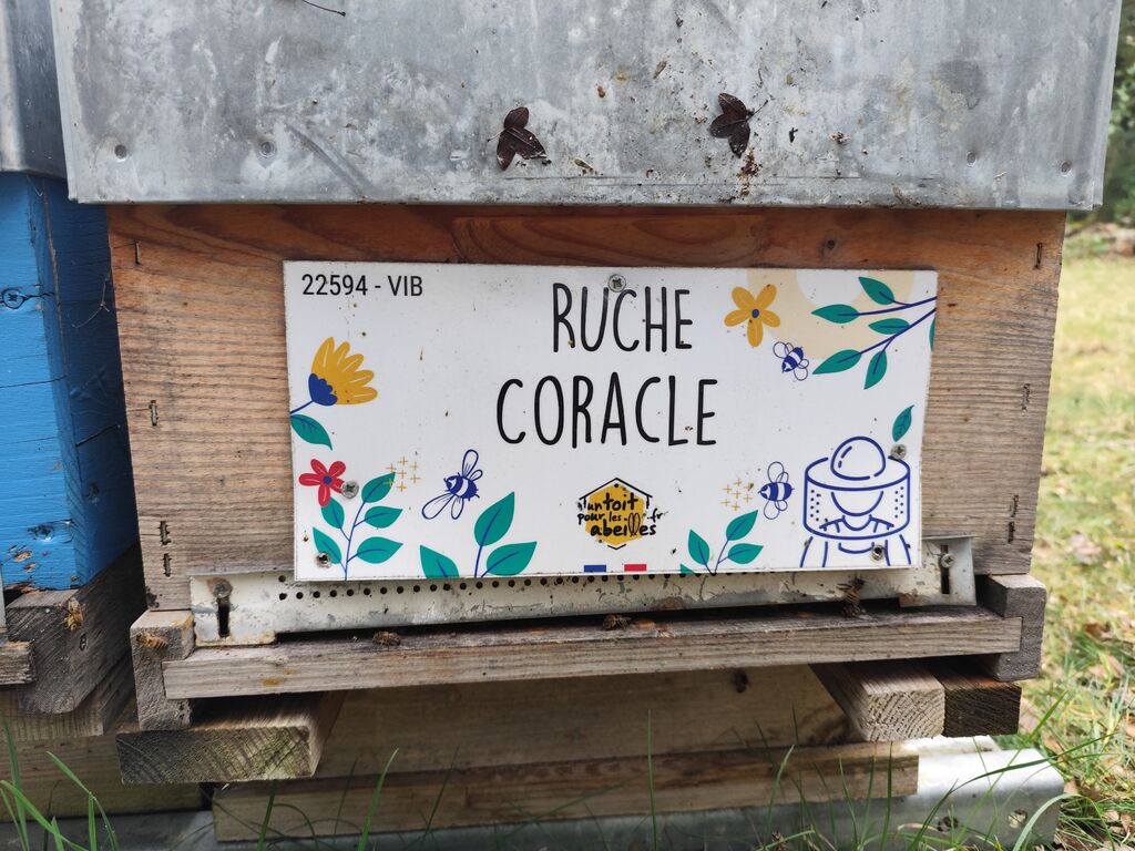 La ruche Coracle
