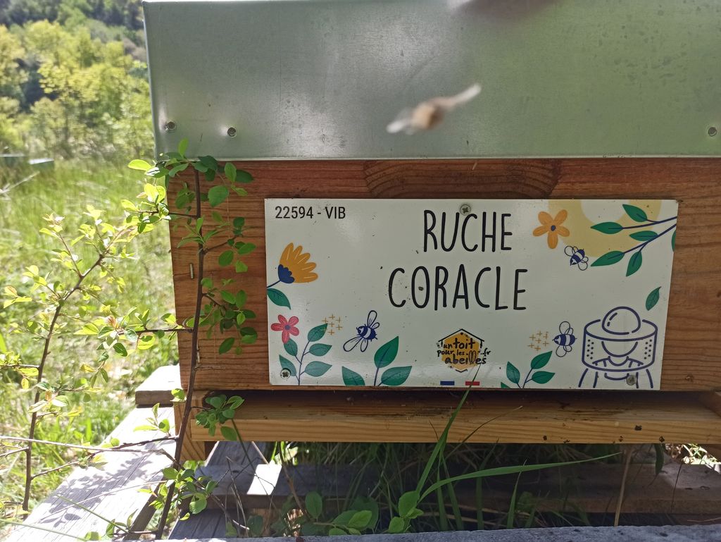 La ruche Coracle 