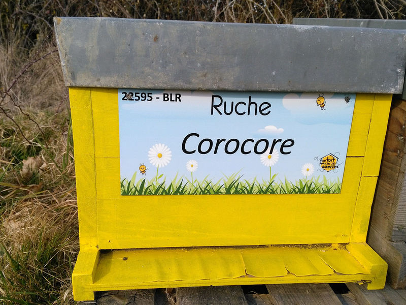 La ruche Corocore
