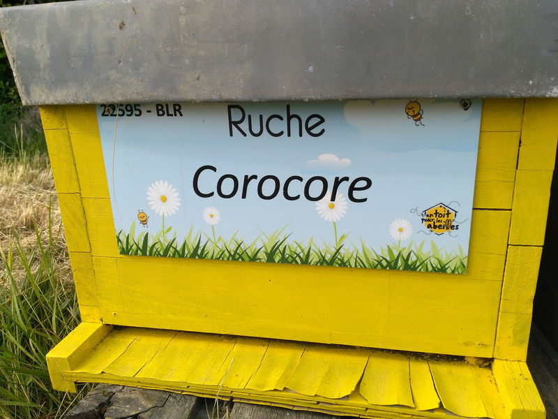 La ruche Corocore
