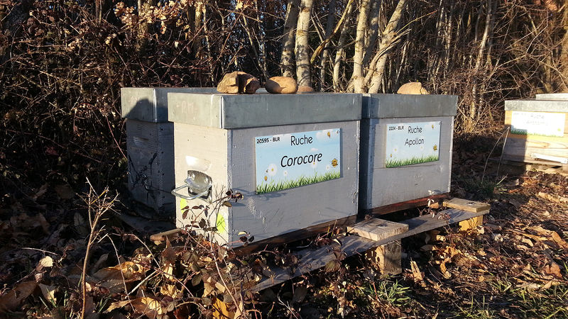 La ruche Corocore