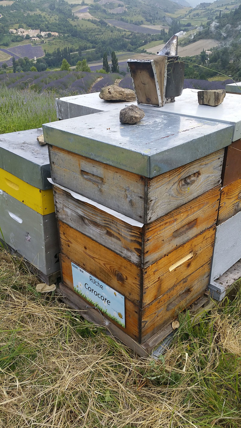 La ruche Corocore