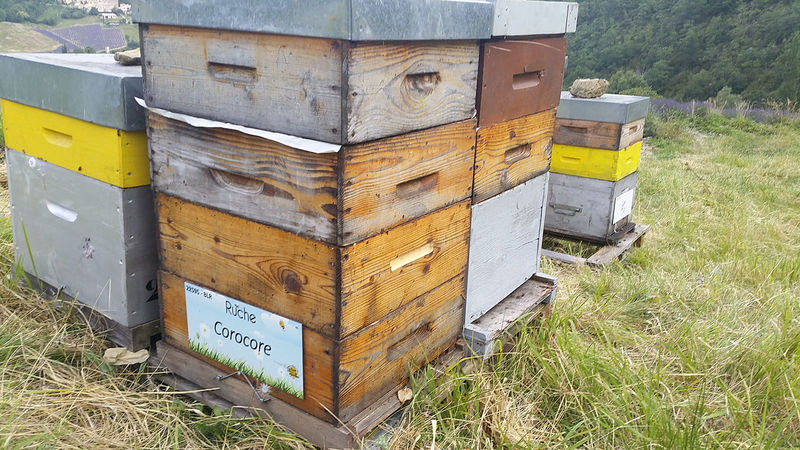 La ruche Corocore
