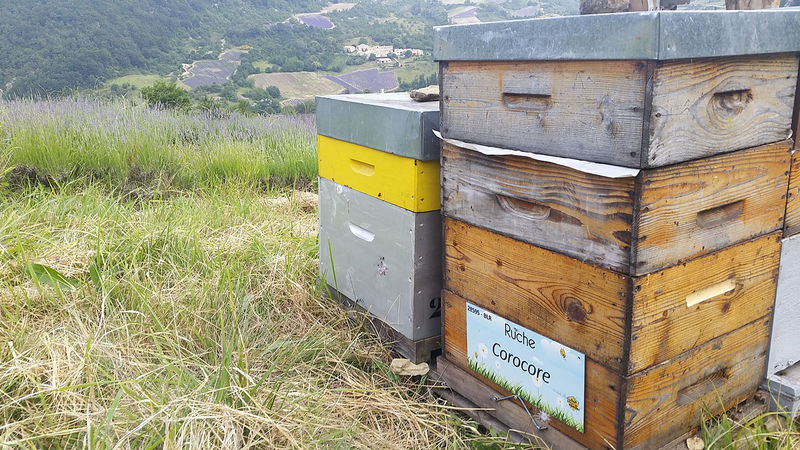 La ruche Corocore