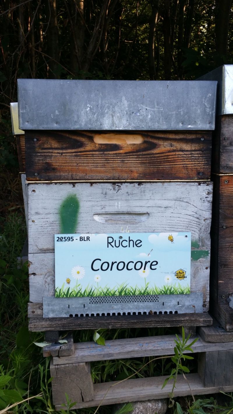 La ruche Corocore