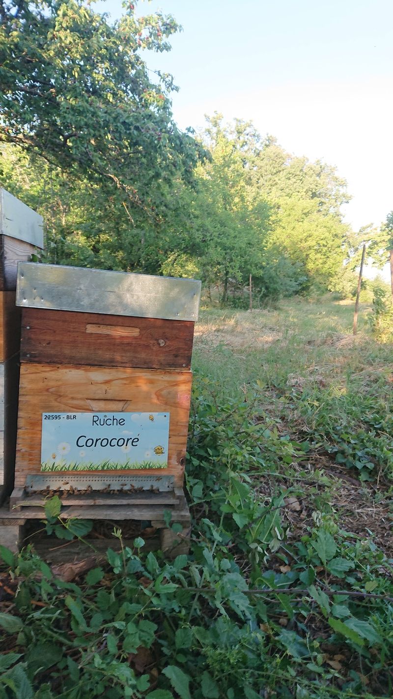 La ruche Corocore
