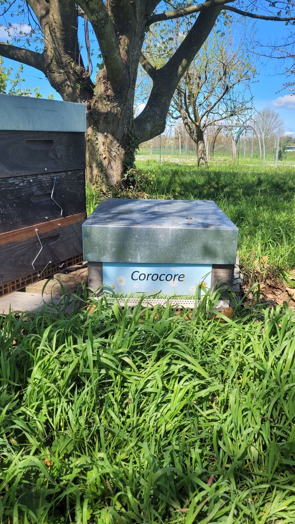 La ruche Corocore