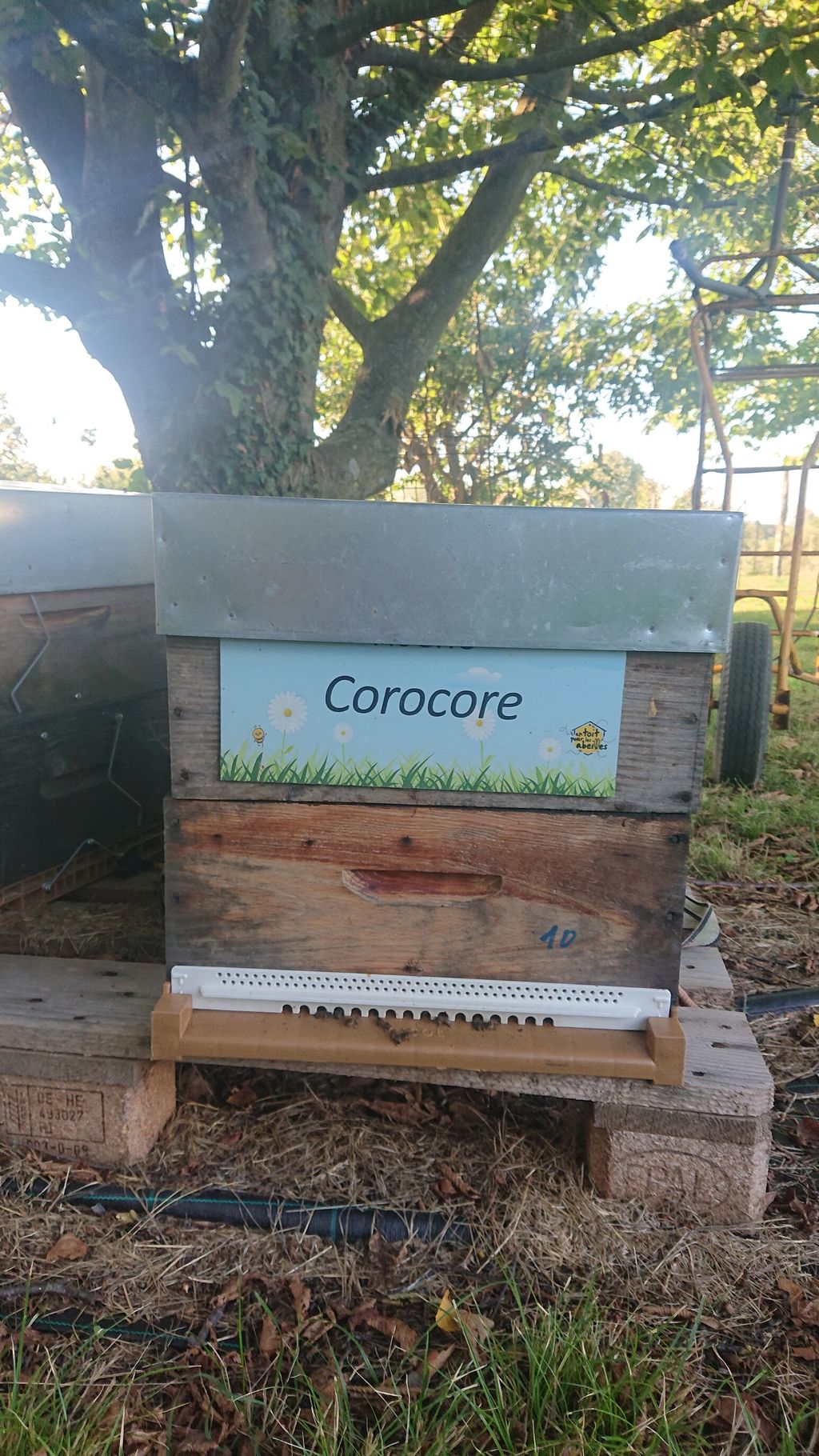 La ruche Corocore