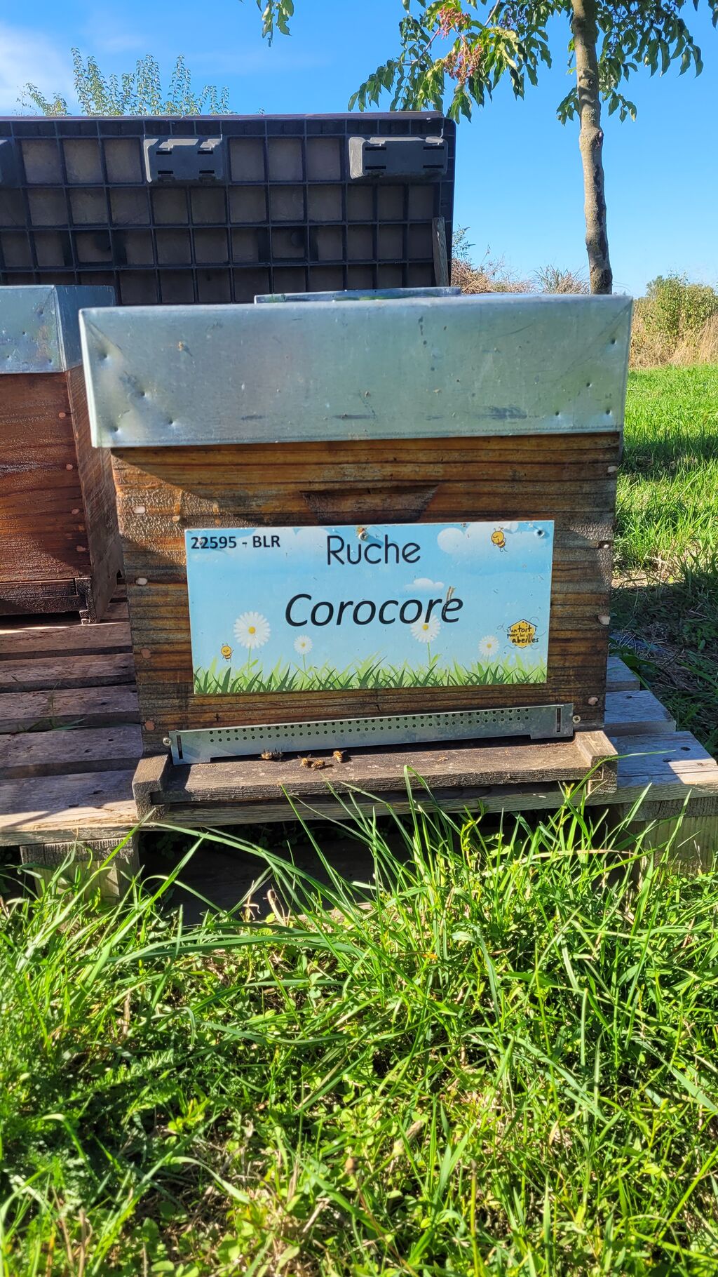 La ruche Corocore