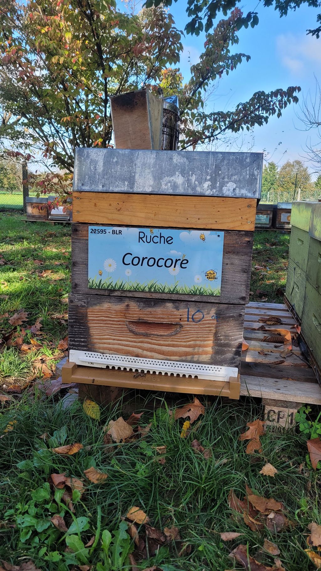La ruche Corocore