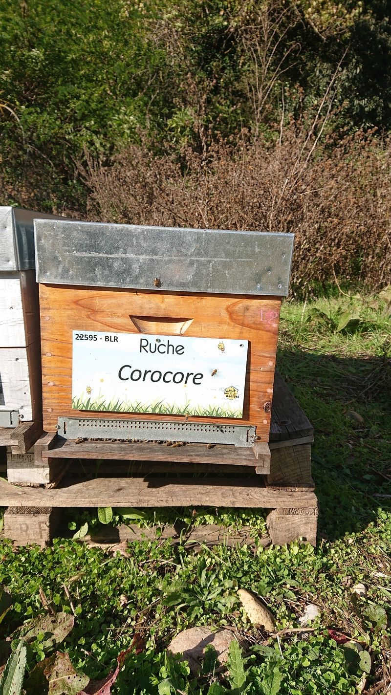 La ruche Corocore