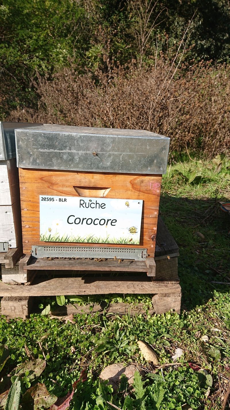 La ruche Corocore