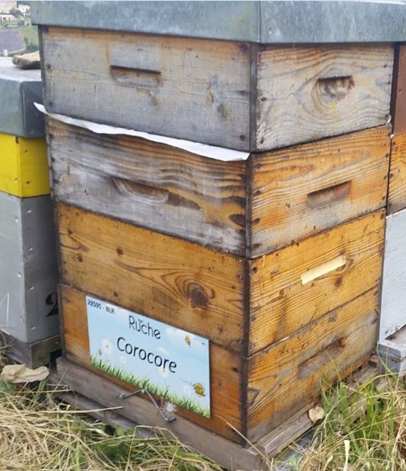 La ruche Corocore