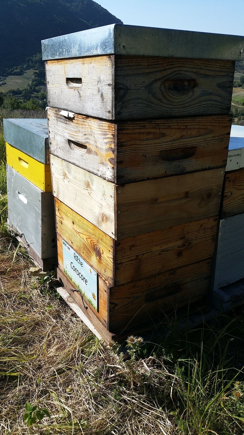 La ruche Corocore