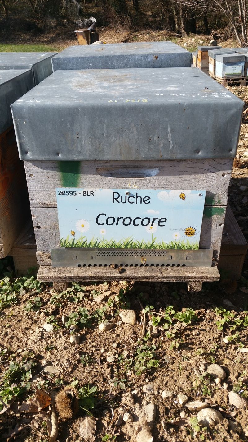 La ruche Corocore