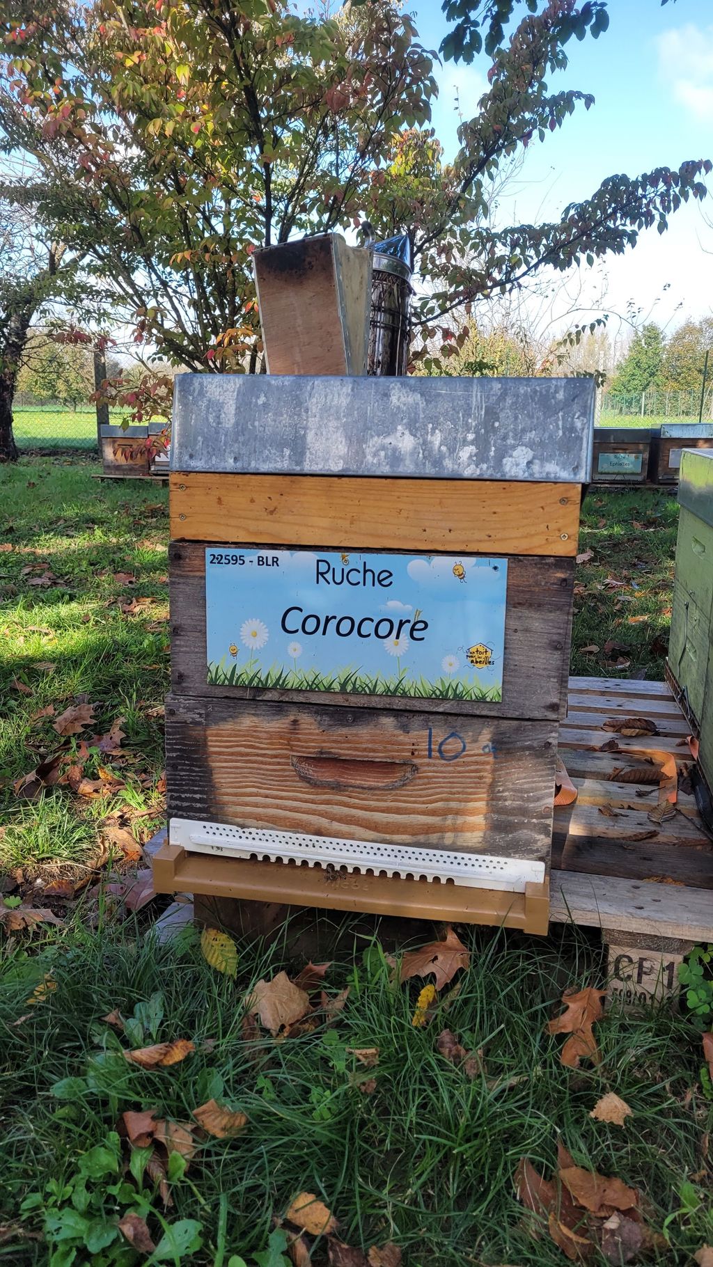 La ruche Corocore