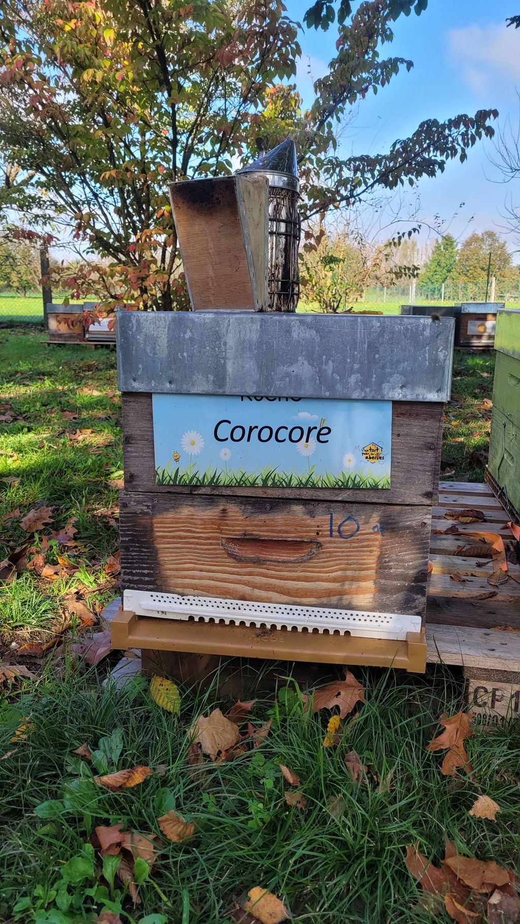 La ruche Corocore