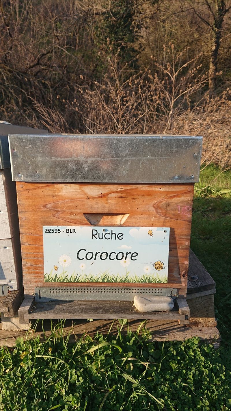 La ruche Corocore