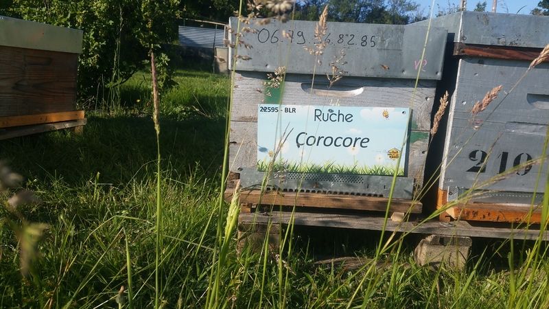 La ruche Corocore