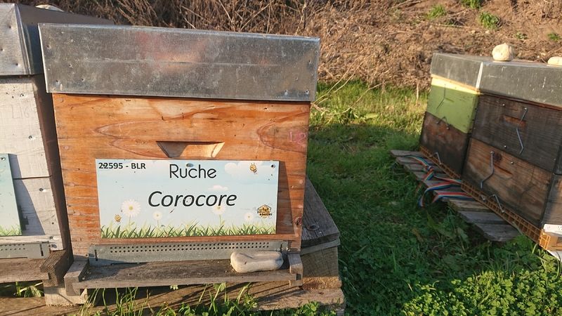 La ruche Corocore