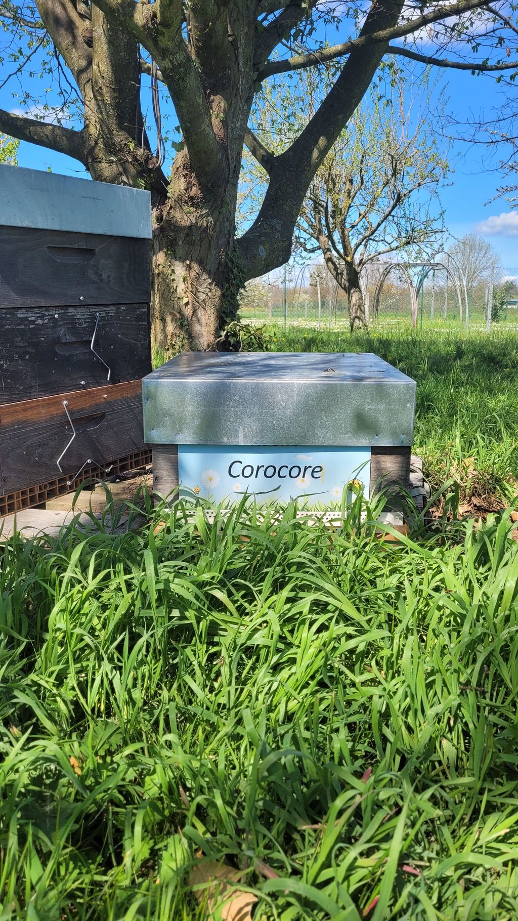 La ruche Corocore