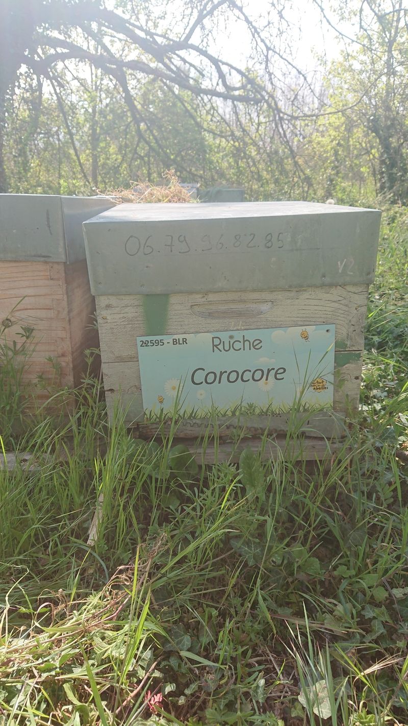 La ruche Corocore