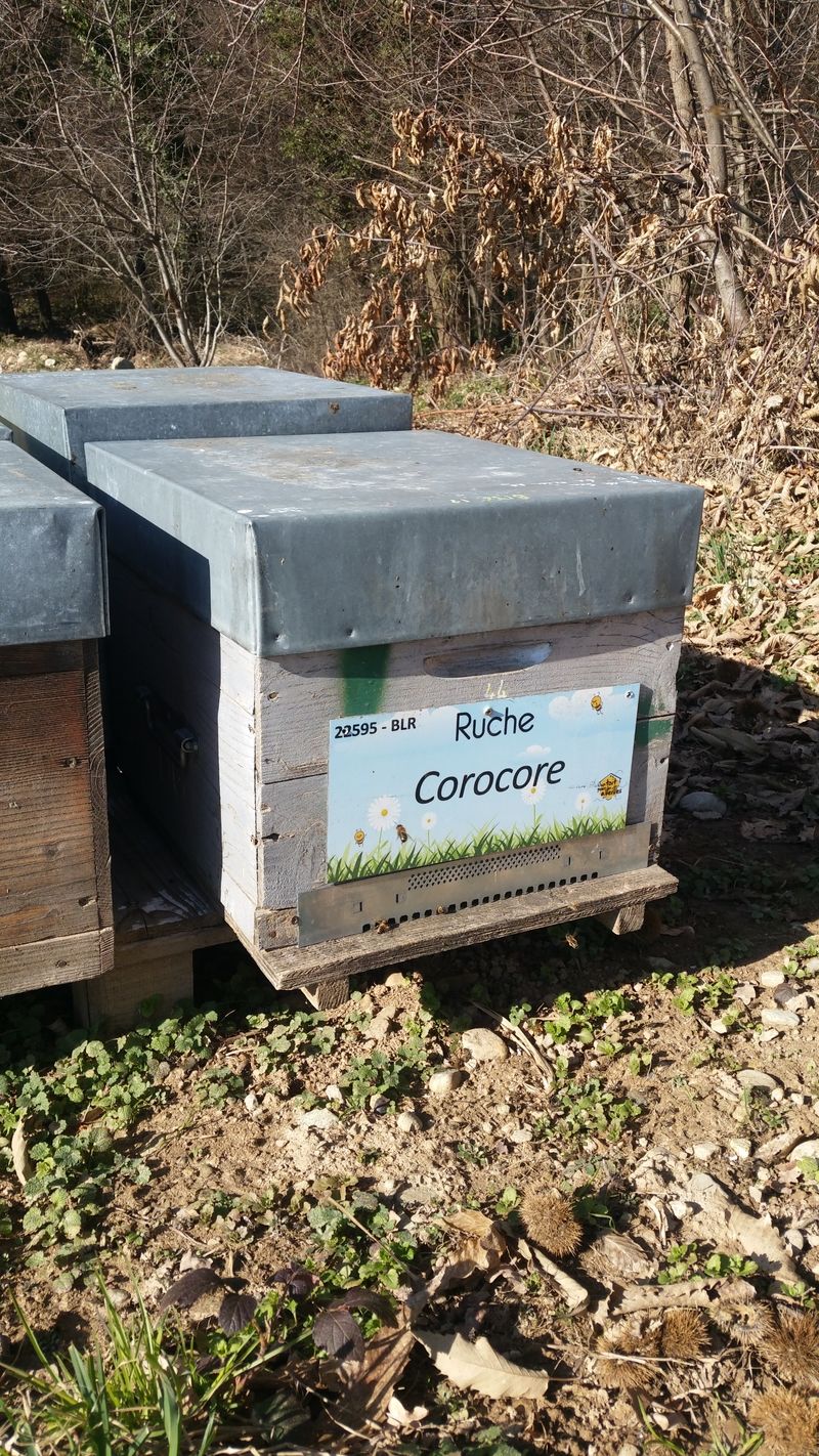 La ruche Corocore