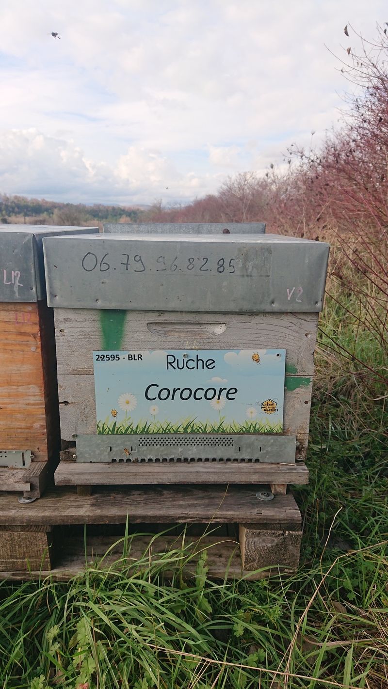 La ruche Corocore