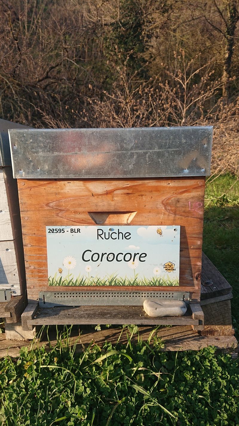 La ruche Corocore