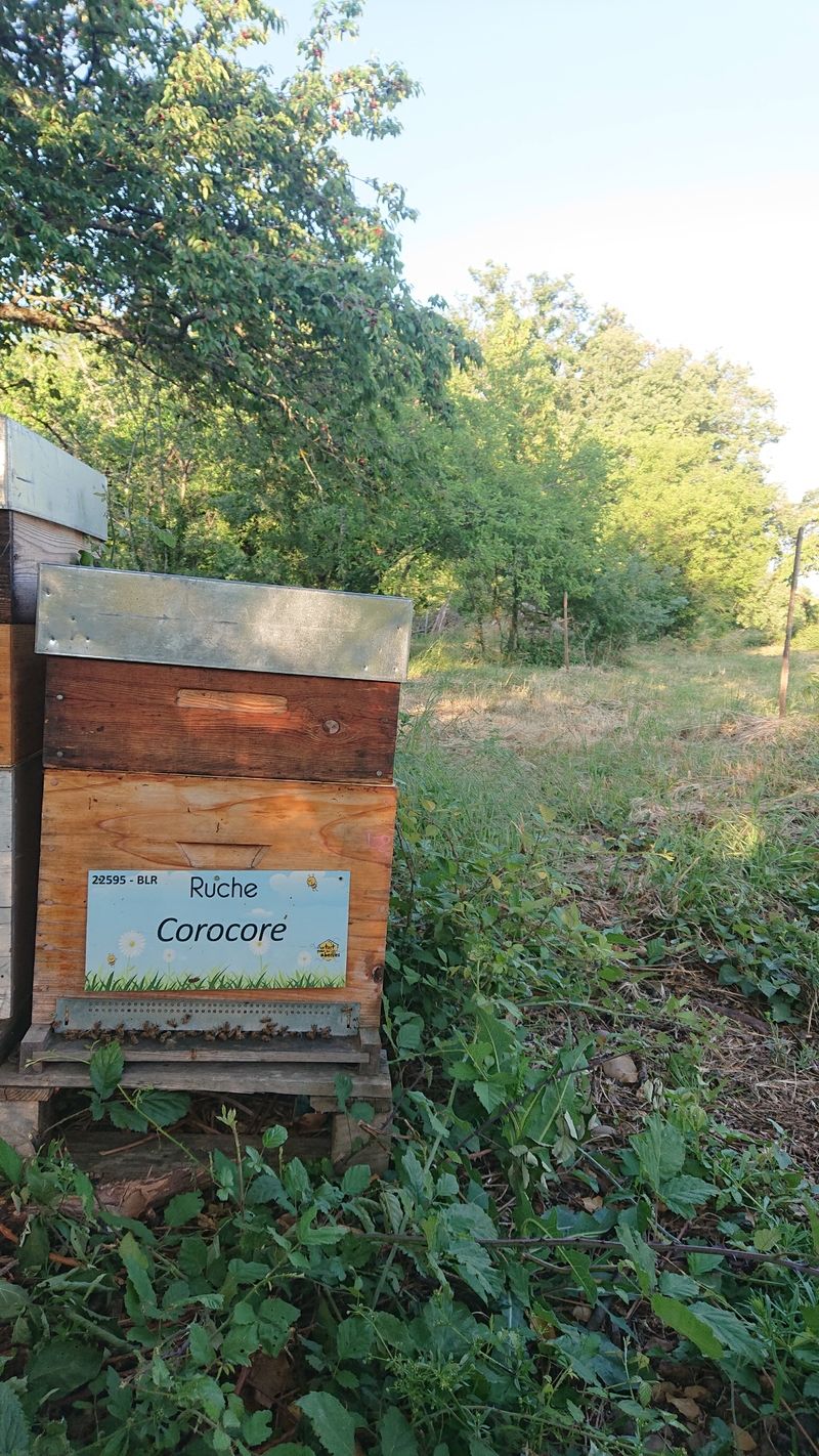 La ruche Corocore
