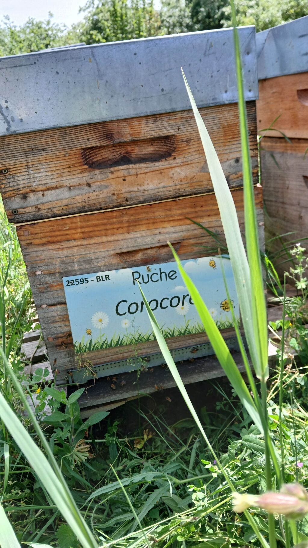 La ruche Corocore