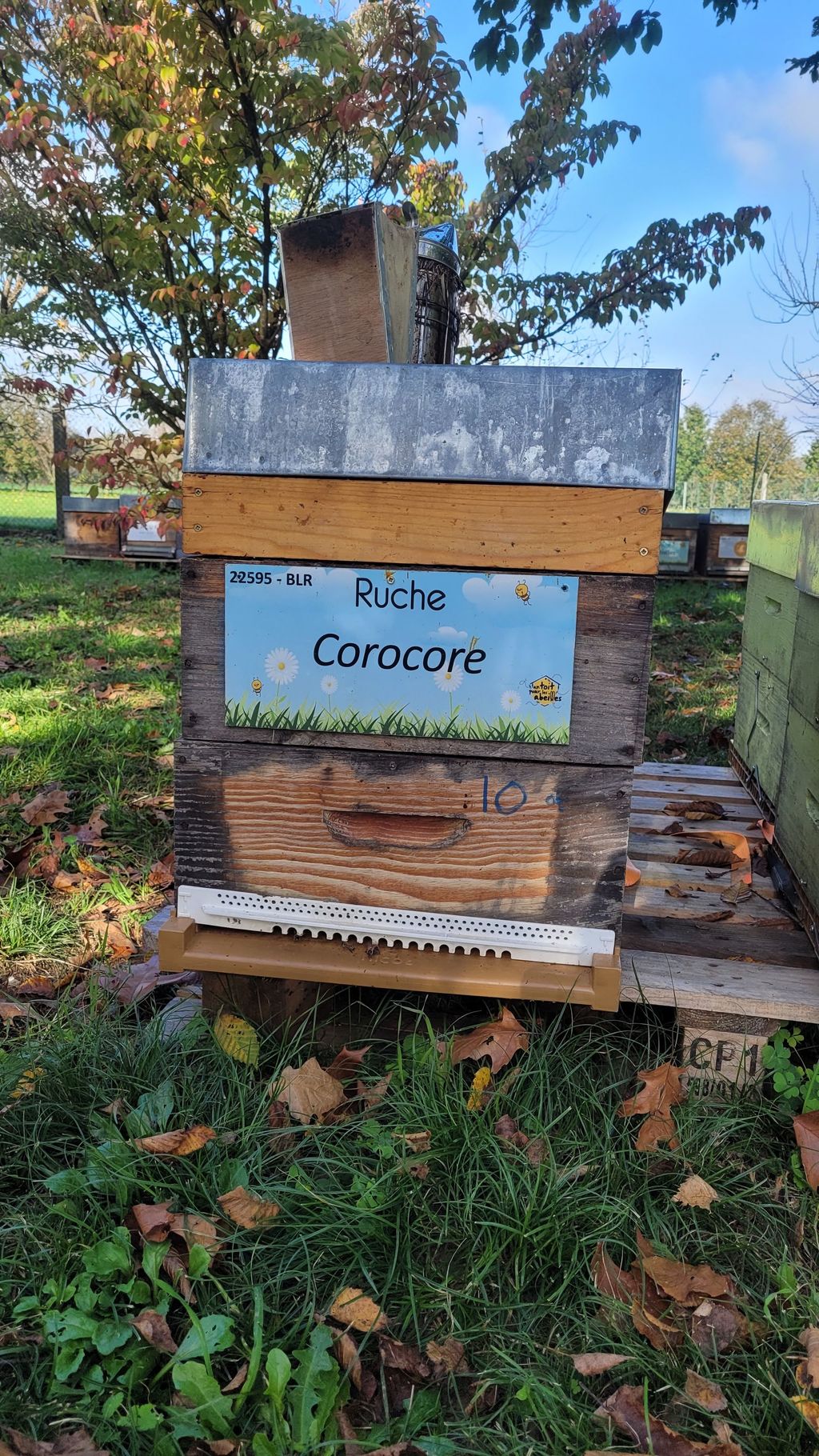 La ruche Corocore