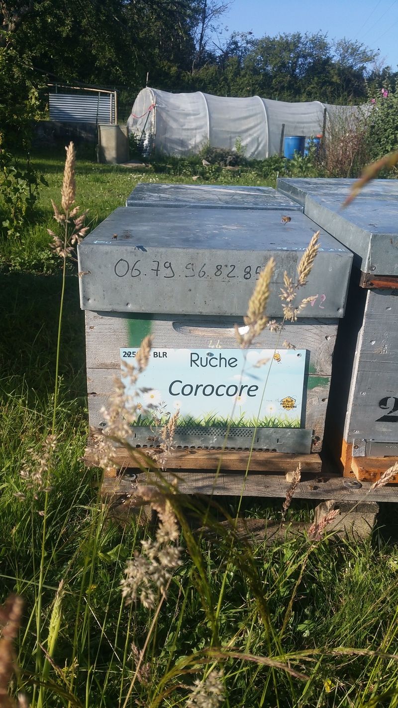 La ruche Corocore