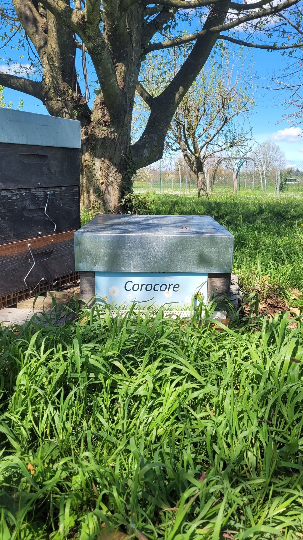 La ruche Corocore