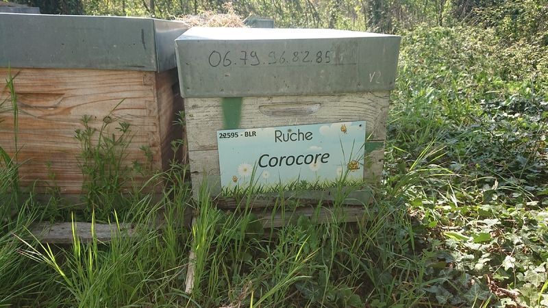 La ruche Corocore