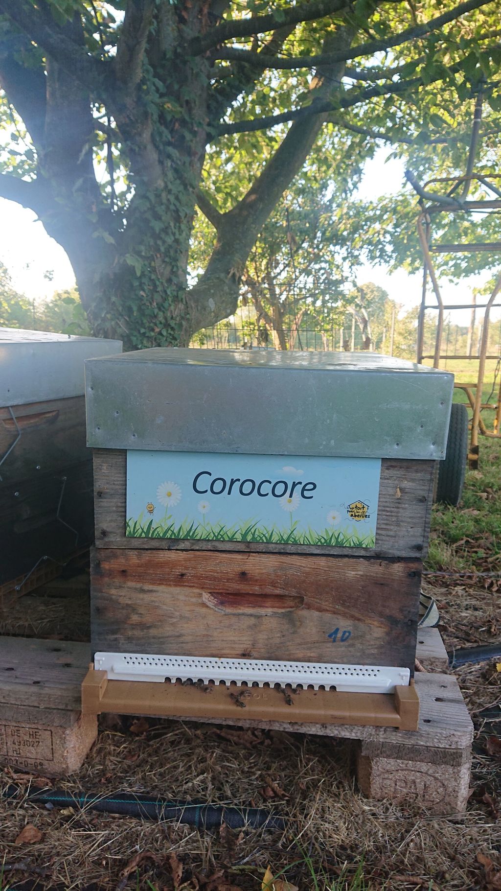 La ruche Corocore