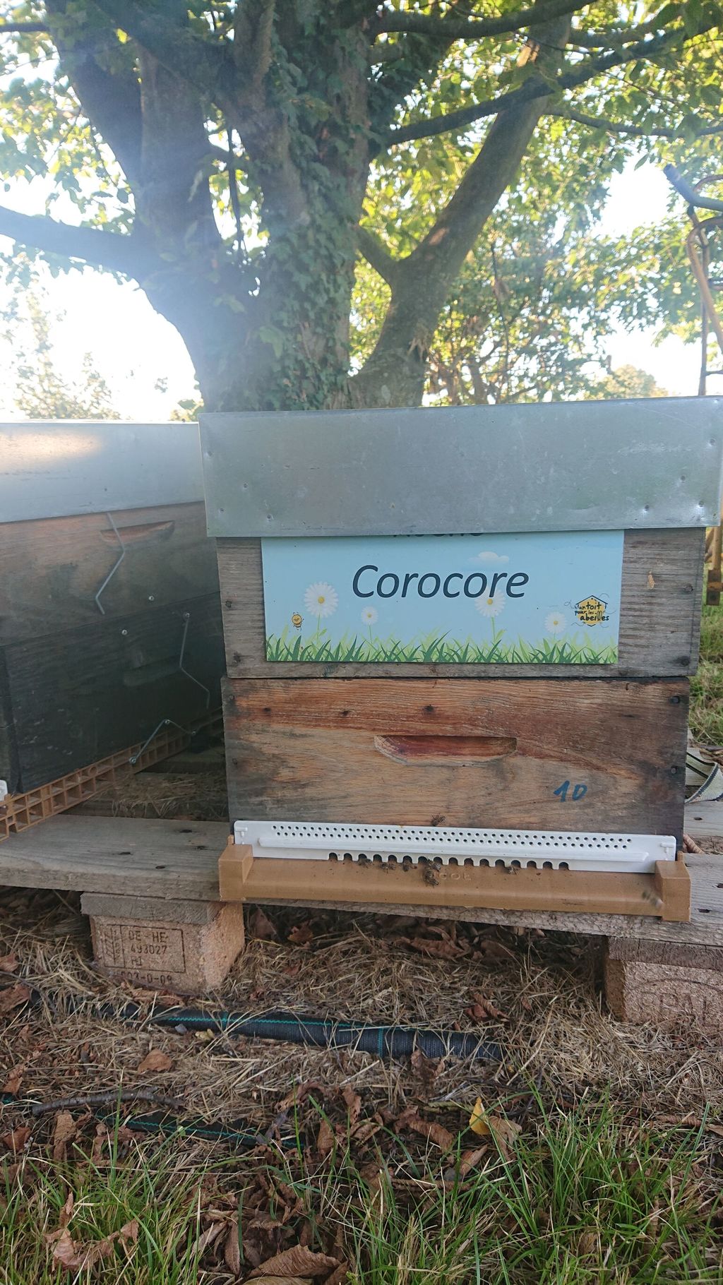 La ruche Corocore