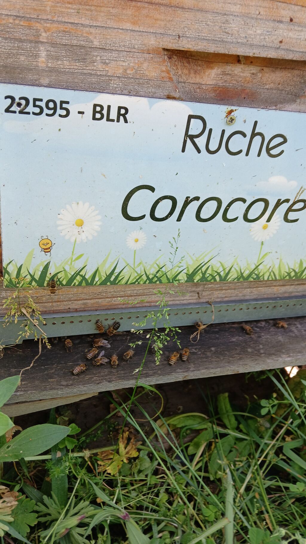La ruche Corocore